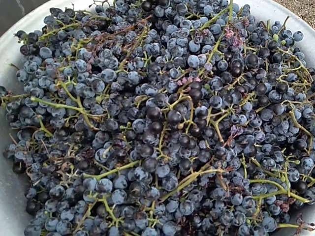 Как сделать полусладкое вино из винограда кишмиш