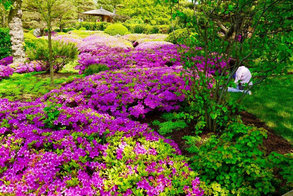 Цветы почвопокровные многолетние. цветущие почвопокровные растения для сада: названия и фото популярных