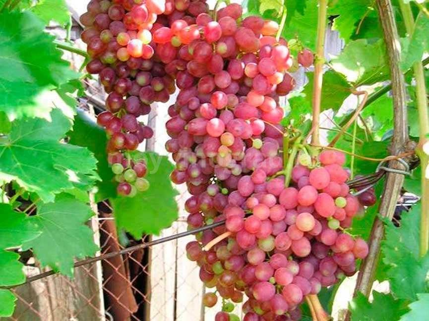 Виноград кишмиш лучистый: описание сорта, саженцы
