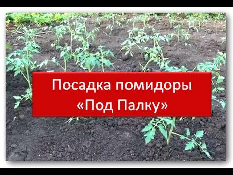 Помидоры для ленивых: ленивый способ выращивания помидор опробованный годами с видео