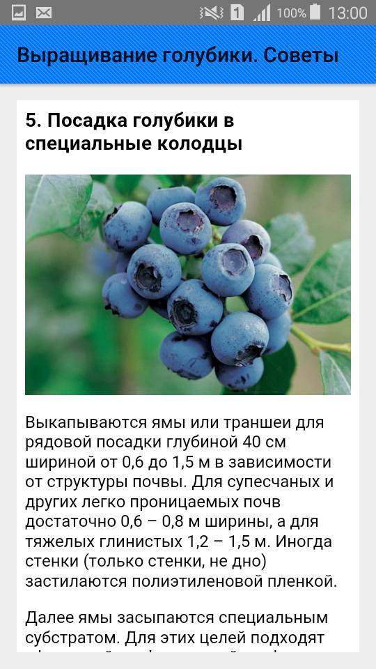 Почему не плодоносит виноград: что делать если не цветет 3х годичный | qlumba.com