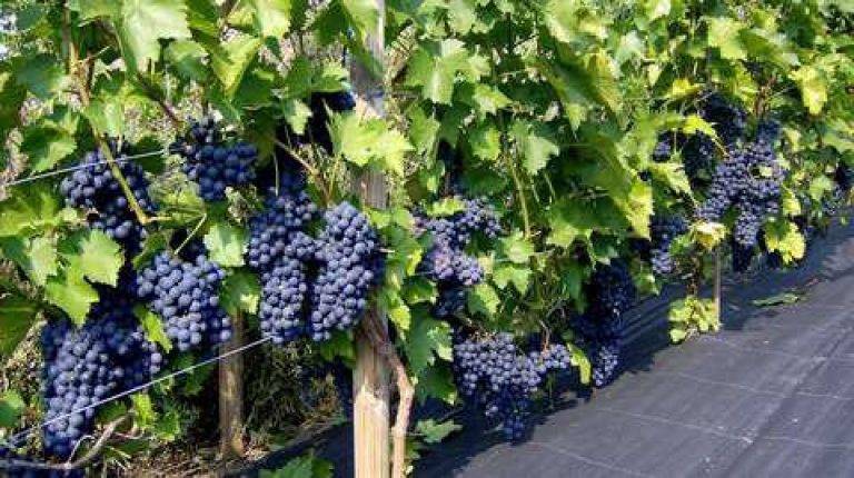 Описание сорта винограда зилга