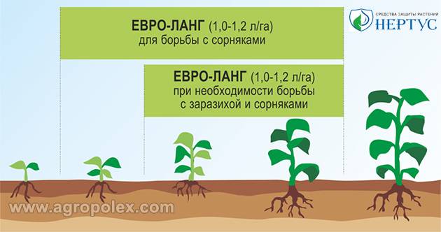 Описание и инструкция по применению гербицида евролайтинг, последействие
