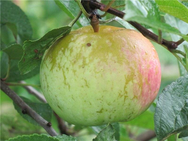 О яблоне июльское черненко: описание и характеристики сорта, посадка и уход
