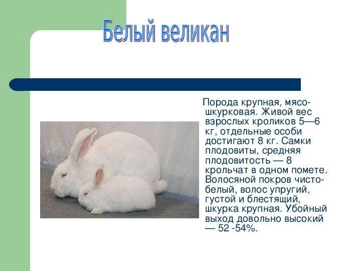 Кролики породы бабочка - описание, отзывы, содержание