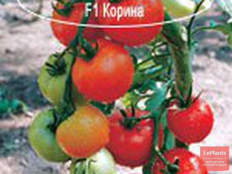 Томат сват f1 описание и характеристика сорта урожайность с фото