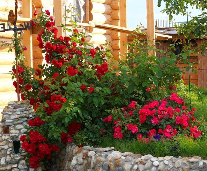 Плетистая роза сантана с кроваво-красными цветами и бархатным переливом