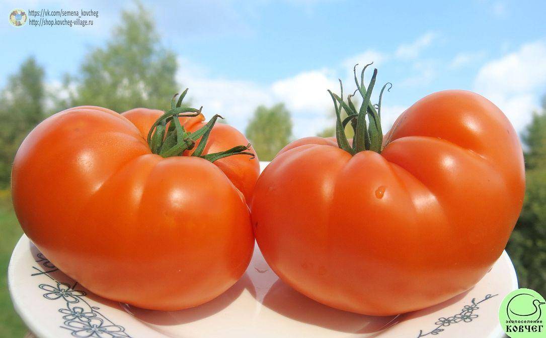 Томат «летний сад». описание сорта f1: характеристика урожайности и агротехника посадки, ухода и выращивания помидора (фото)