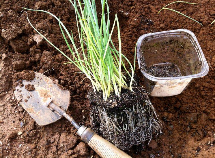 Лук-порей: выращивание из семян в домашних условиях, уход, когда сажать в открытый грунт
