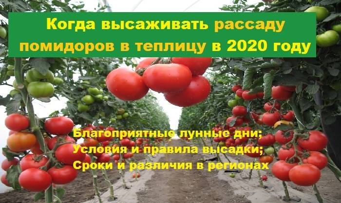 Когда сажать томаты на рассаду в 2022 году, можно определить соответственно климату, погоде и опыту прежних лет