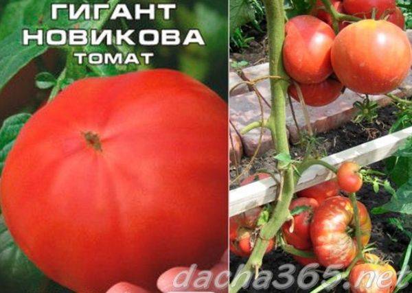 Томат сахарный великан: отзывы об урожайности помидоров, характеристика и описание сорта, фото семян аэлита