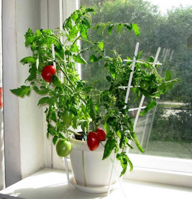 Огород на подоконнике: красиво и вкусно — особенности выращивания томатов в домашних условиях