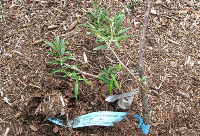 Дерево облепиха: посадка в открытом грунте, выращивание и рекомендации по уходу