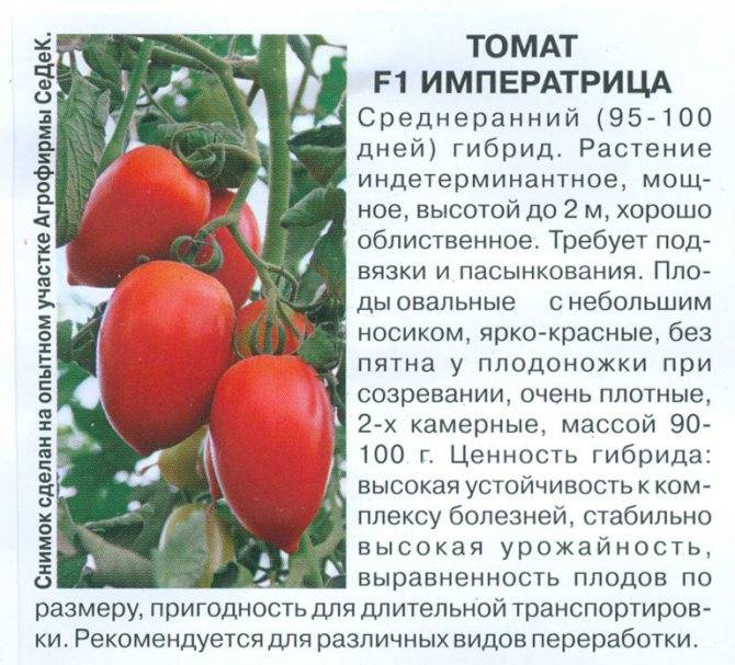 Сорт с миниатюрными плодами — томат эльф f1: описание и характеристики помидоров
