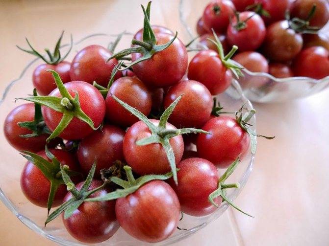 Длинные плети, усыпанные вкуснейшими помидорками — томат «рапунцель»: описание, фото и инструкция по выращиванию