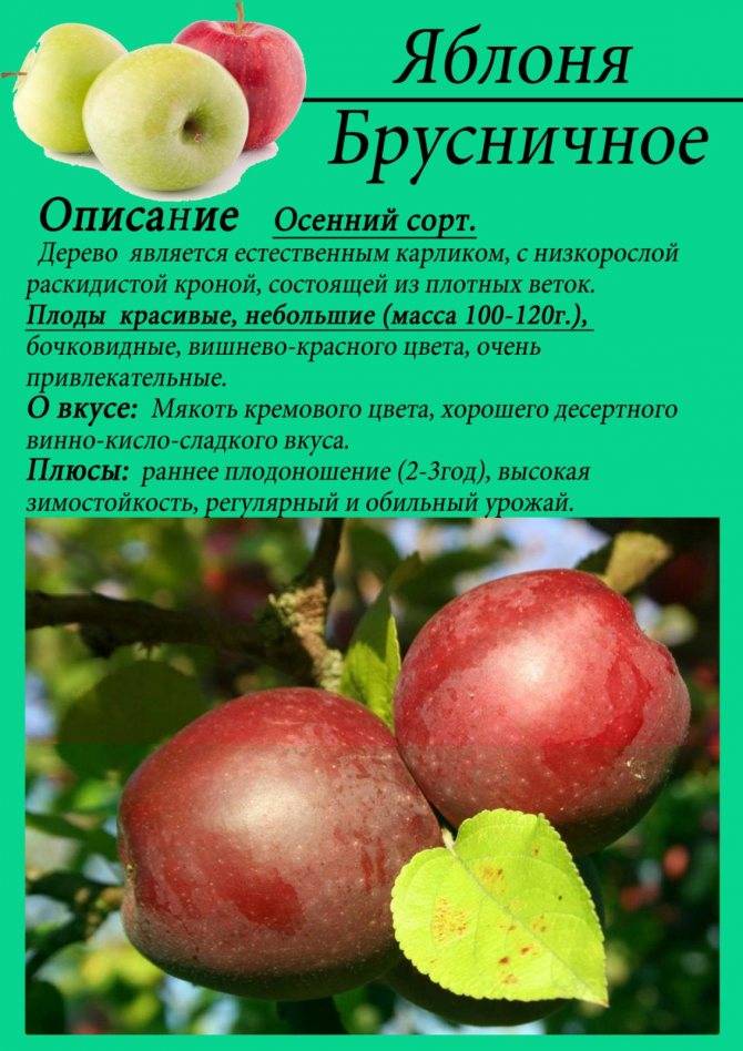 Описание сорта яблони брусничное: фото яблок, важные характеристики, урожайность с дерева