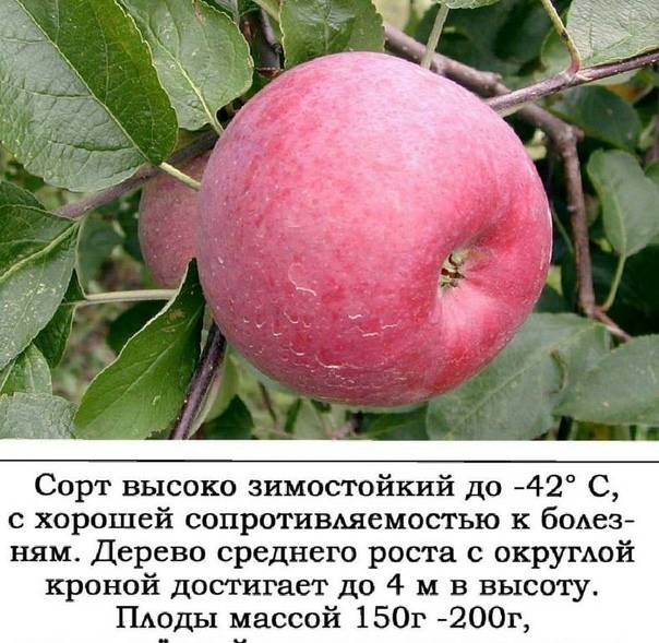 Яблоня соколовское: особенности сорта и ухода