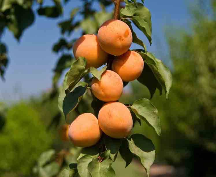 Какие сорта персиков можно выращивать в подмосковье – сад и огород