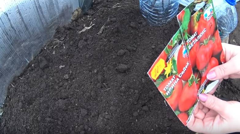 Уход за томатами после высадки рассады в открытый грунт