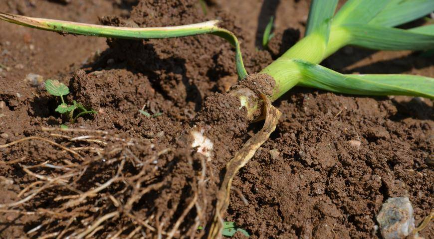 Почему гниет чеснок в земле. Пероноспороз чеснока. Фузариоз гниль донца чеснока. Фузариозная гниль пионов. Чеснок.