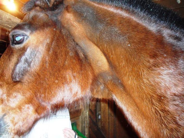 Лечение больных мытом лошадей изатэтонием - автореферат диссертации по ветеринарии скачать бесплатно на тему 'ветеринарная эпизоотология, микология с микотоксикологией и иммунология', специальность вак рф 16.00.03