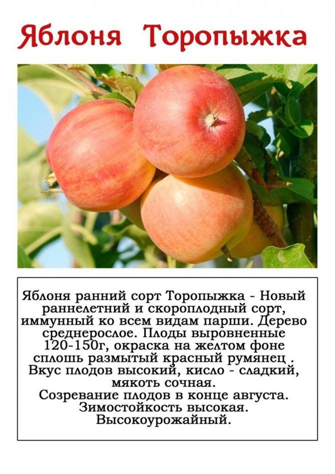 Описание сорта яблони ревена: фото яблок, важные характеристики, урожайность с дерева
