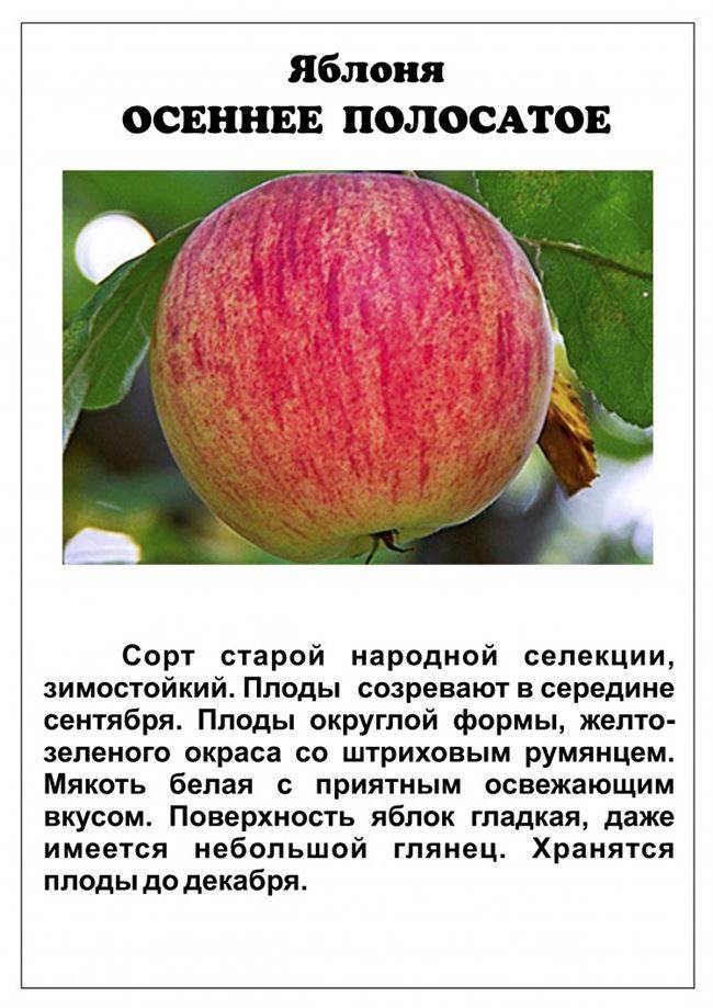 Яблоня ренет черненко: особенности сорта и ухода