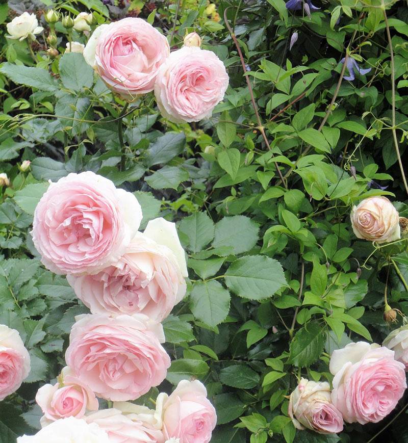 Роза пьер де ронсар — особенности посадки и ухода