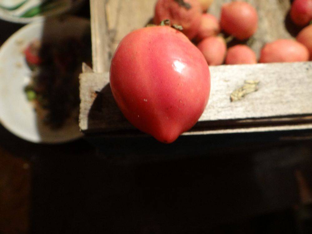 Описание сорта томатов “кемеровец” с фото и отзывами