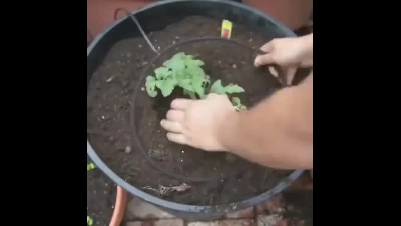 Выращивание томатов по методу кизима — selok.info