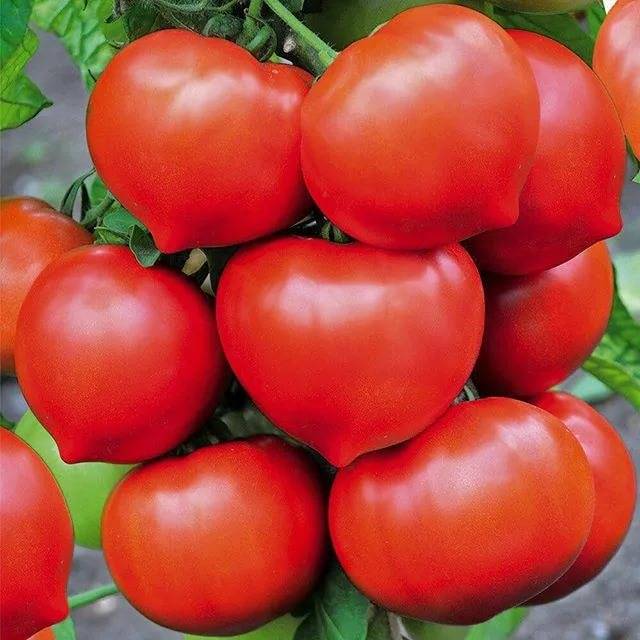 Урожайные сорта томатов для теплицы и открытого грунта