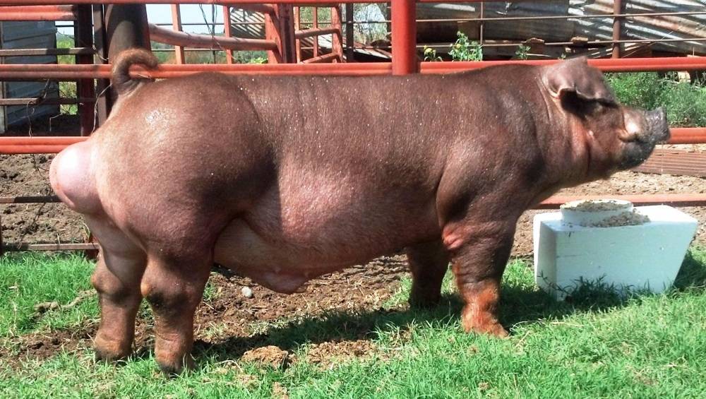 Порода свиней дюрок: фото, отзывы 