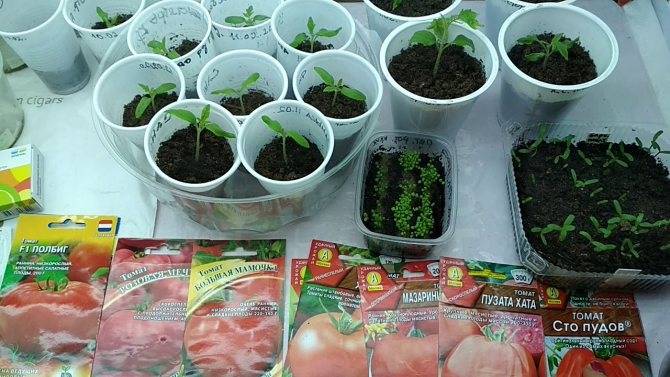Обработка семян томатов перед посадкой на рассаду марганцовкой - как замочить, сколько держать в растворе