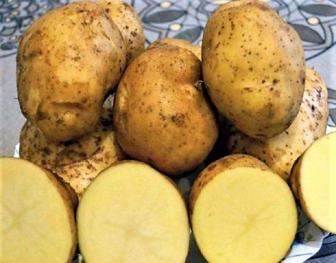 Картофель адретта: как выглядит на фото, а также общее описание сорта, характеристика его качеств, советы по обработке семян и рекомендации по выращиванию картошки