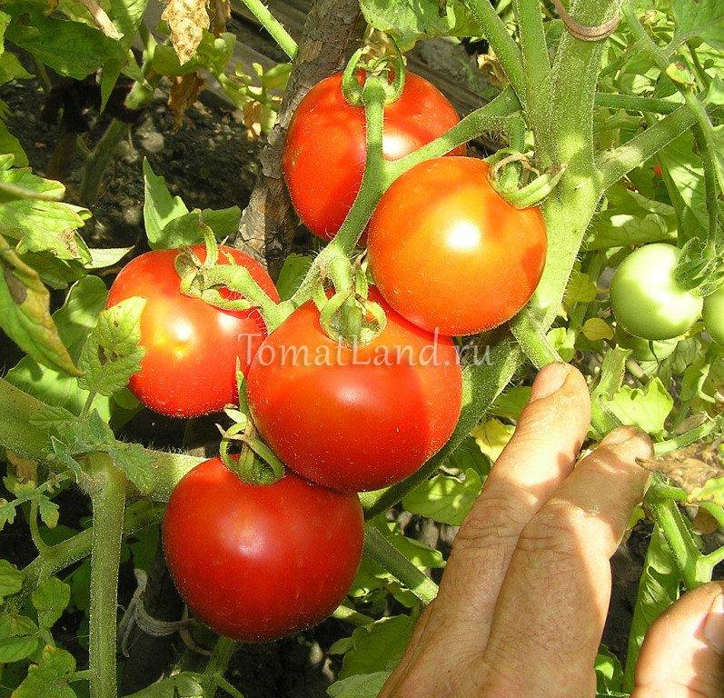 Характеристики томат «манимейкер», описание сорта, фото, отзывы – все о томатах. выращивание томатов. сорта и рассада.