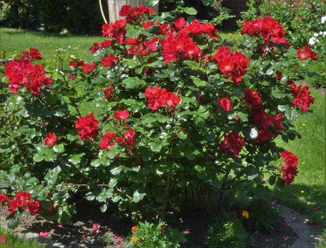 Канадские розы: сорта с описанием для посадки в грунт