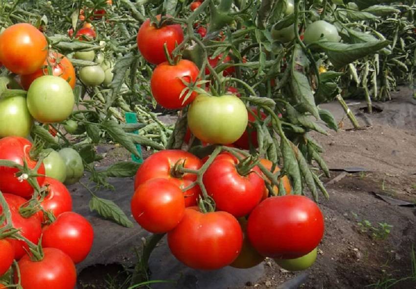 Описание лучших сортов и рейтинг томатов для теплицы на 2021 год