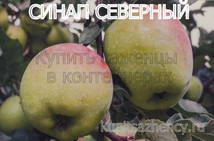 Описание и характеристика сорта яблони Либерти, особенности посадки и ухода