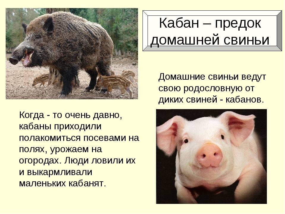 Где живут домашние свиньи? как называется место где живут свиньи?