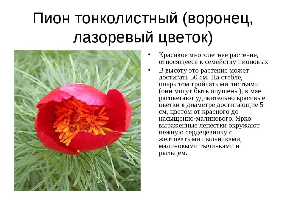 Пион тонколистный paeonia tenuifolia