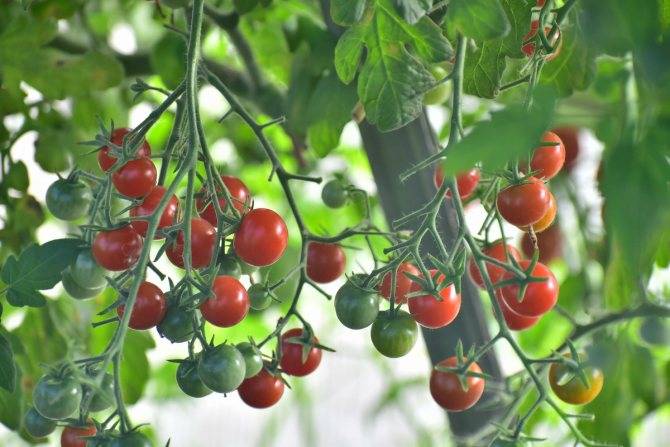 Вкусный томат хоровод: отзывы и 35 фото