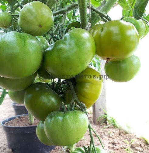 Описание сорта зеленого томата киви и его характеристики - всё про сады