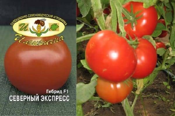 Описание сорта помидоров рапунцель, их характеристика и урожайность