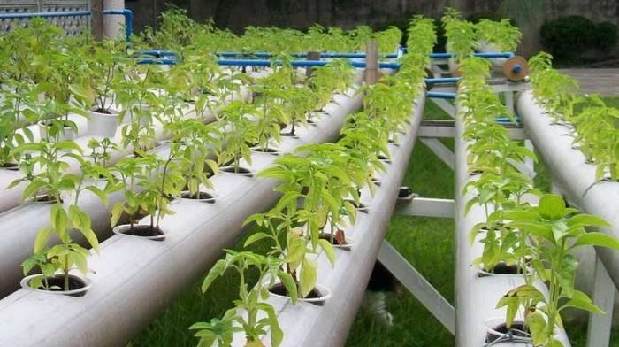 Технология выращивания помидоров на гидропонике, лучшие сорта и удобрения