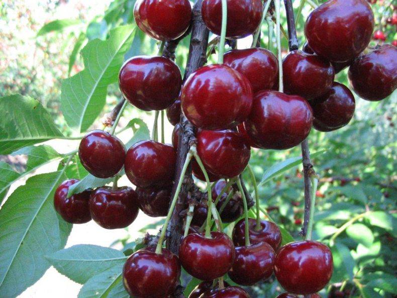 Описание и характеристики вишни сорта Стойкая, ее достоинства и недостатки