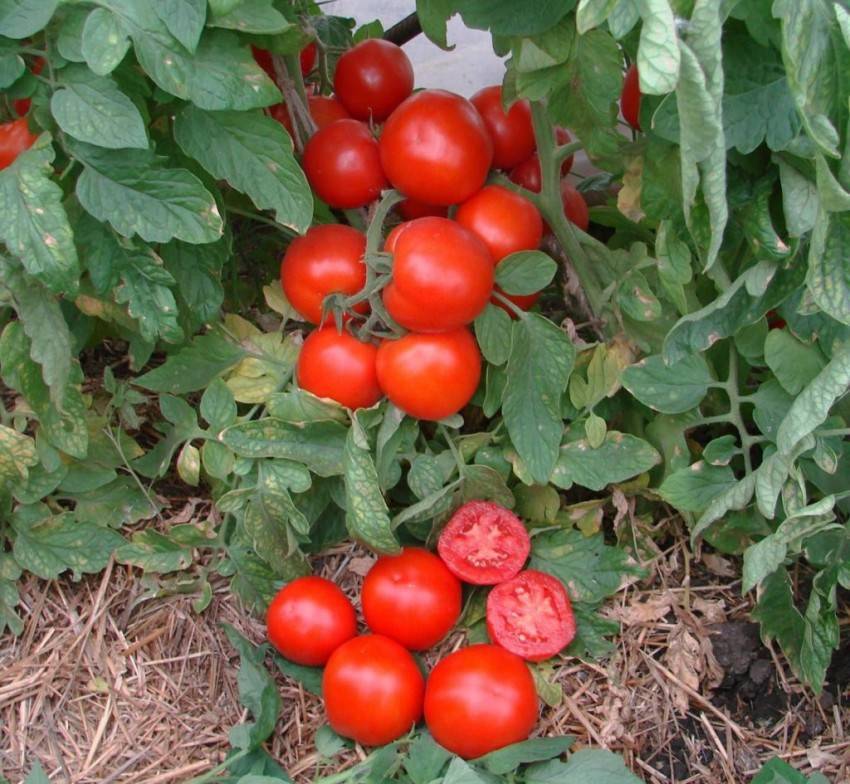 Томат пуговка: характеристика и описание сорта, выращивание дома с фото