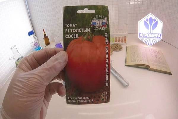 Описание сорта томата Толстый сосед, его характеристика и урожайность