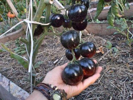 Томат «махитос f1»: характеристика и описание сорта, фото, урожайность, выращивание