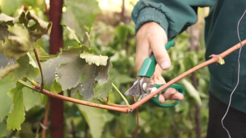 Как сажать виноград черенками — топ простых способов, фото инструкция, в домашних условиях в грунт, весной, осенью, с корнями и без