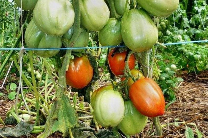 Томат «столыпин»: описание сорта и фото, характеристики плодов помидоров и советы по их выращиванию